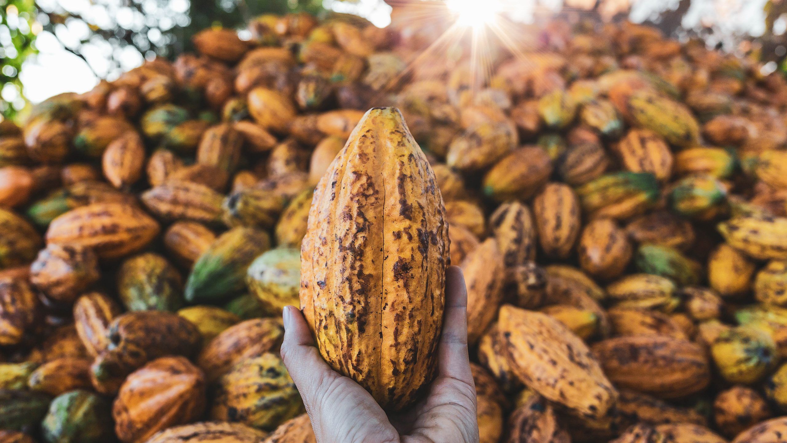 Kakaobohnen aus Madagaskar