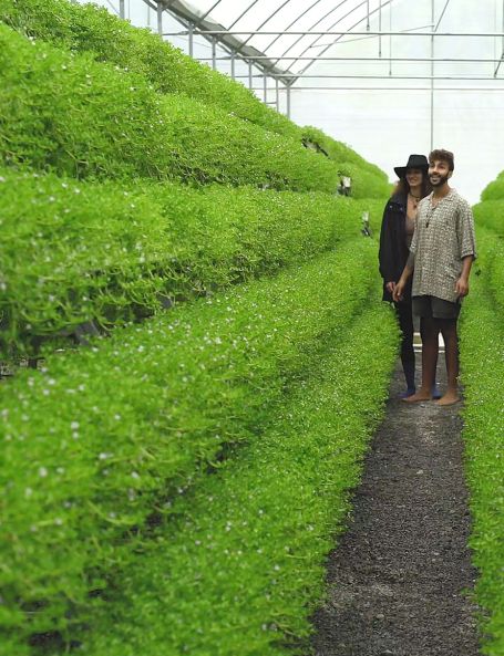 Jardín de Plantas Medicinales Elías Eva