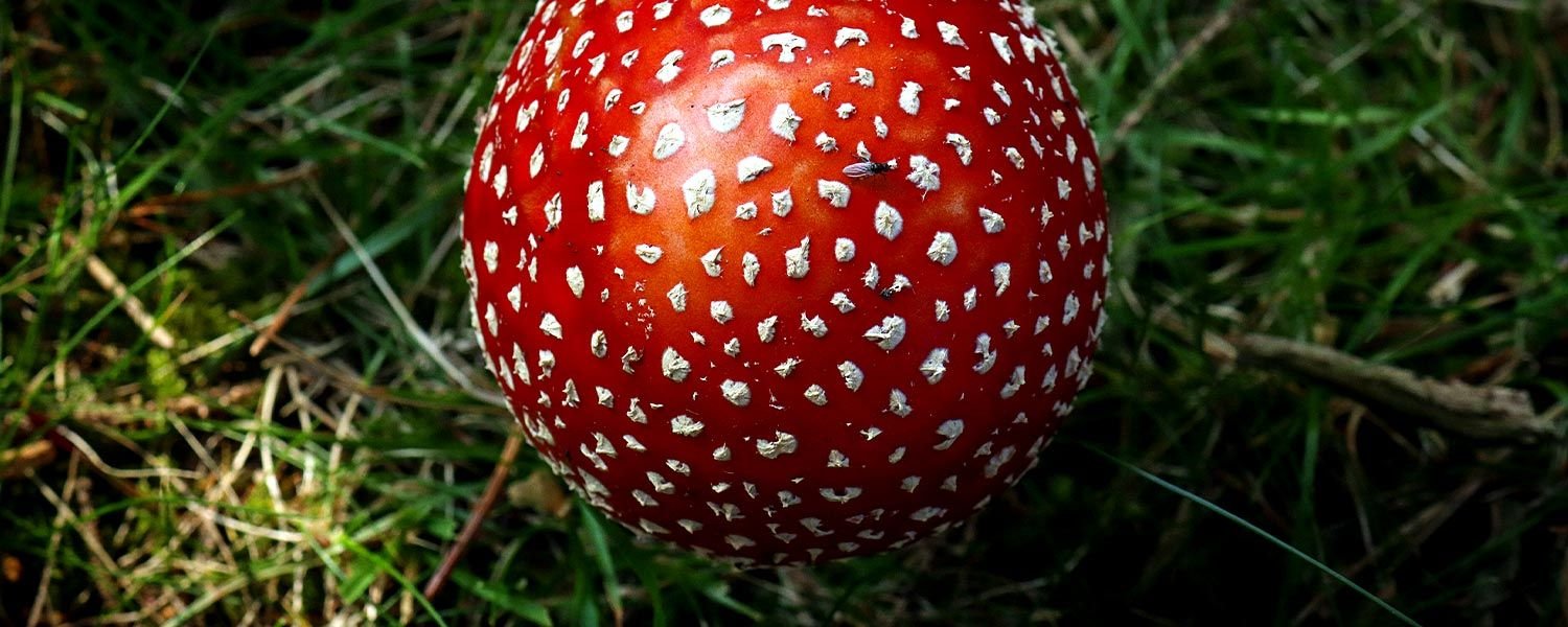 agarico di mosca essiccato