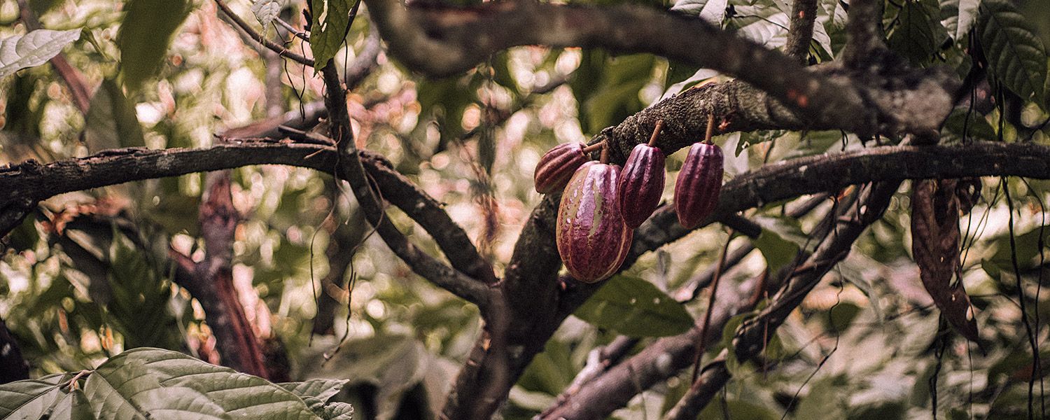 Ceremonia de Bali vainas de cacao