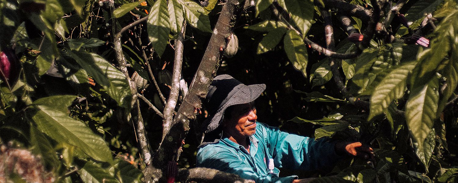 Cosecha ceremonial del cacao