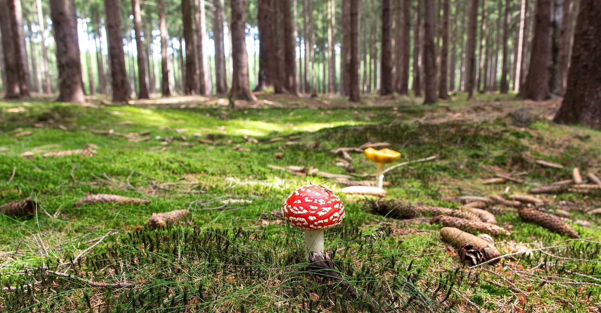 agarico di mosca essiccato