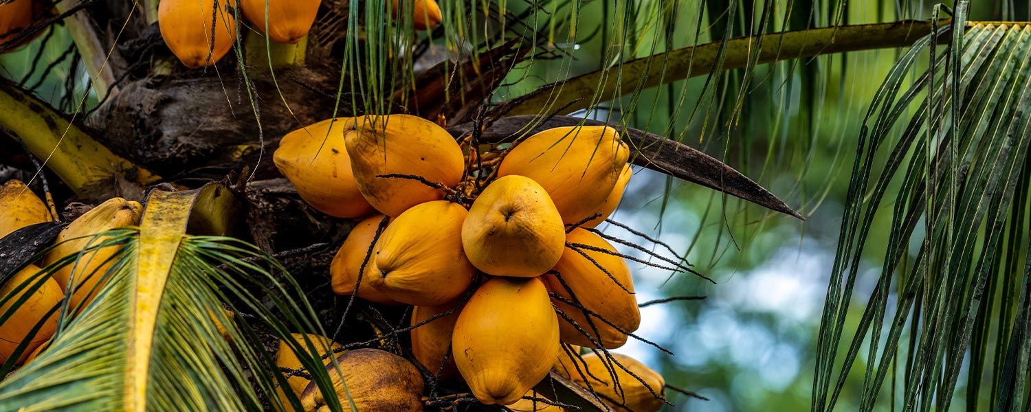 Azúcar de flor de coco de palma de coco