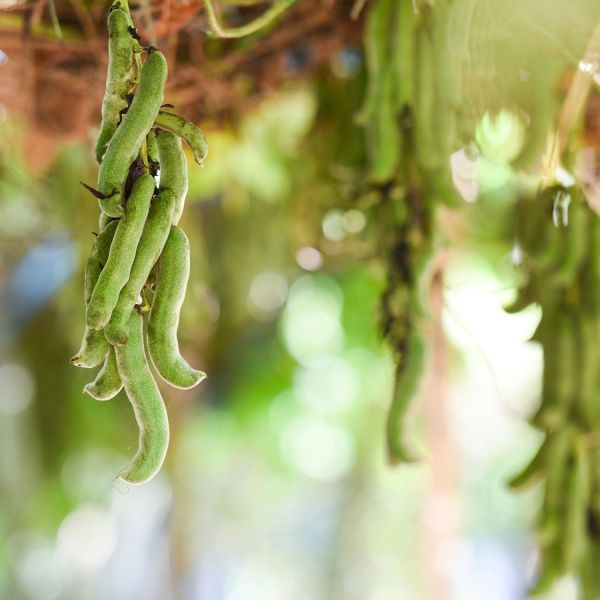 Plantes médicinales - Mucuna