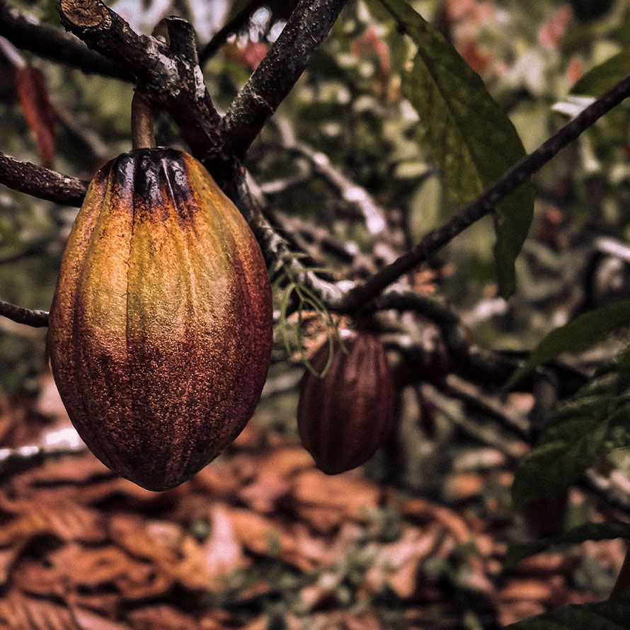 Cacao % Depresión