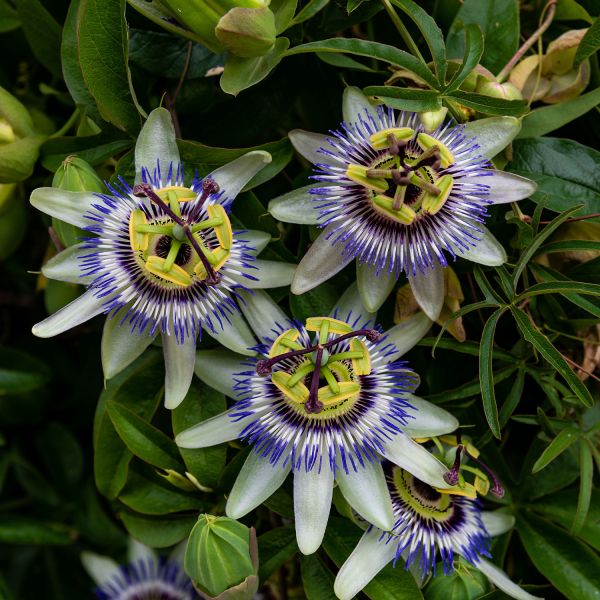 Medicinal plants - Passiflora