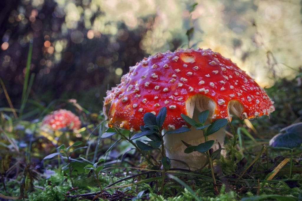 agarico volante