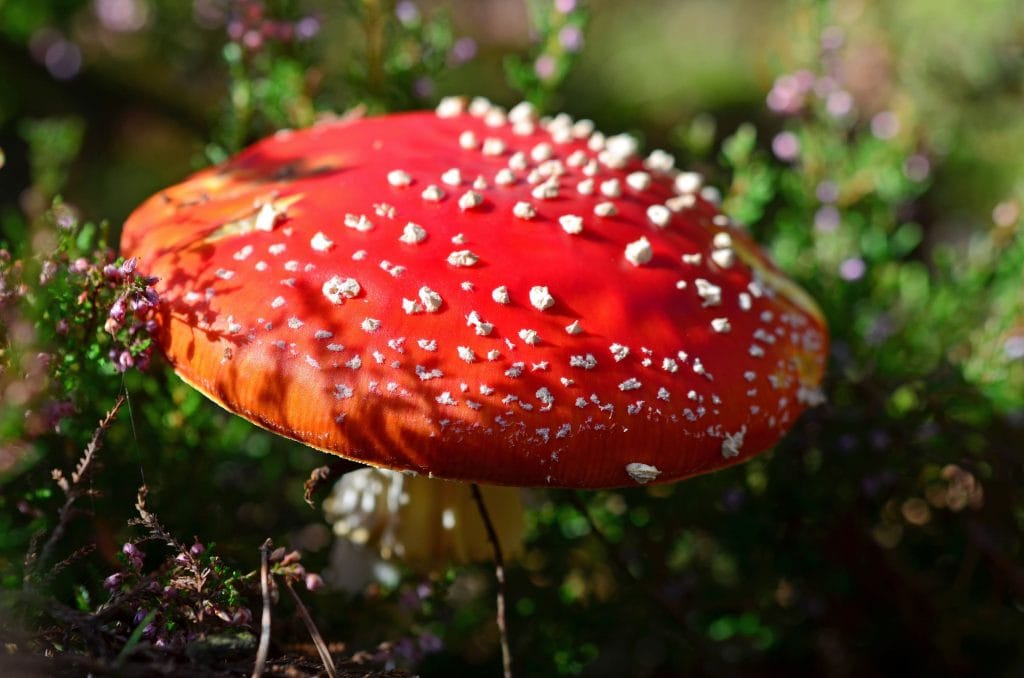 Fumare l'agarico volante