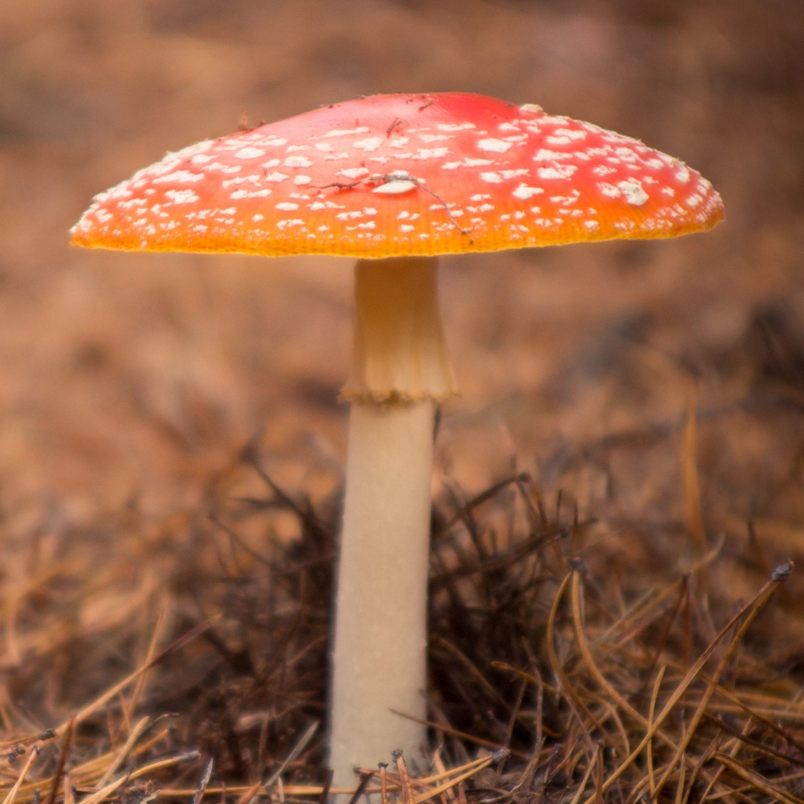 Fumare l'agarico volante