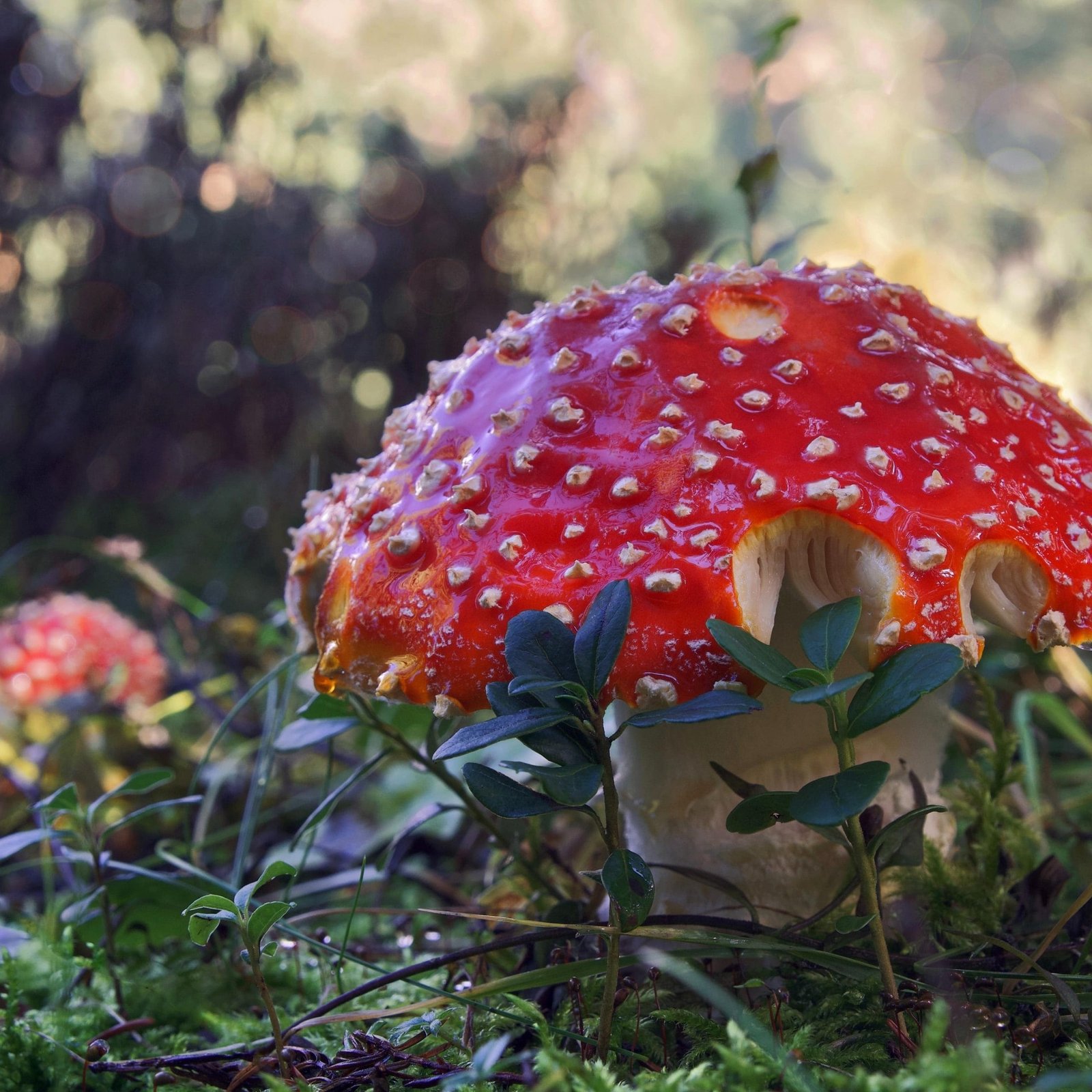 agarico volante